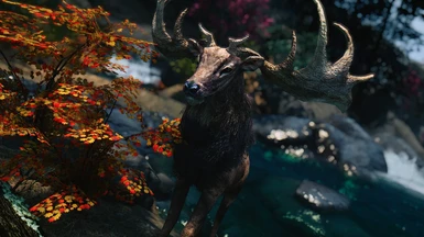 Elk, male