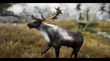 Deer (Reindeer)