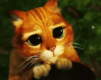 Kitties Speak Spanish