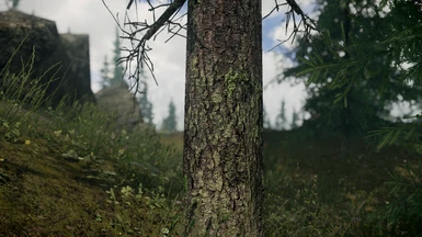 Mossy Spruce