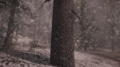 Spruce - light snowy