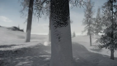 Spruce - snowy