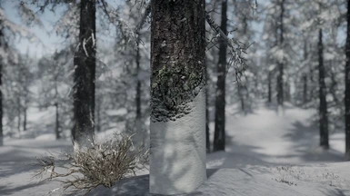 Mossy Spruce - snowy