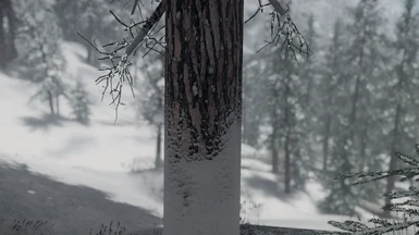 Pine - snowy
