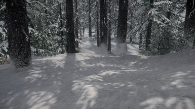 Mossy Spruce - snowy