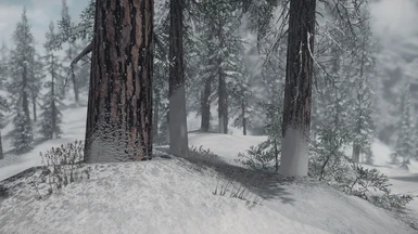 Pine - snowy