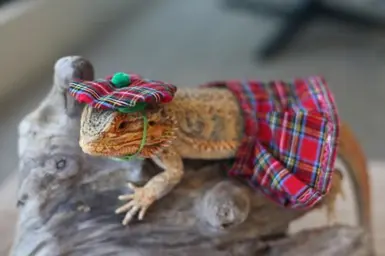 lizard wearing boots