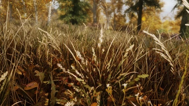 Rift grass (autumn)