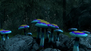 The Poisonous Fungi