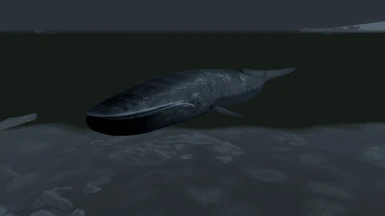 Blue Whales SE