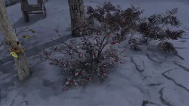 Mari's snowberry