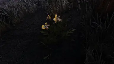 Mari's dragon's tongue