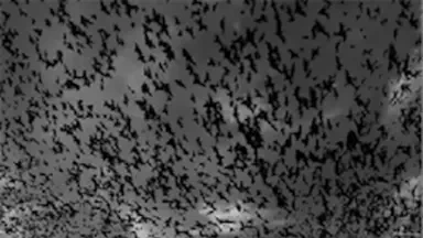 The Sound of Bats