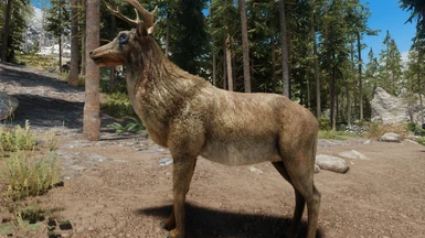 Elk Female