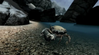 Why are you looking at a picture of a mudcrab?