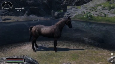 Black Horse