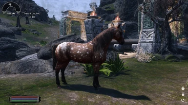 Brown Spotted Horse
