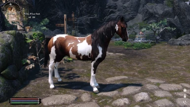 Brown and White Horse