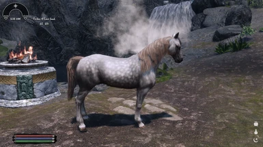 Spotted Gray Horse