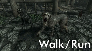 dog walkrun