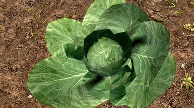 Cabbages slide04