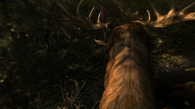 deer killed