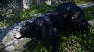 Animallica - Black Bear