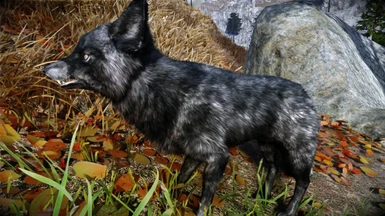 Animallica - Black Fox