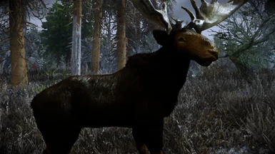 Animallica - Male Moose