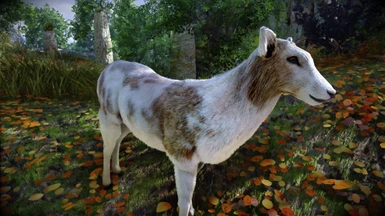 Animallica - Young Pied Deer
