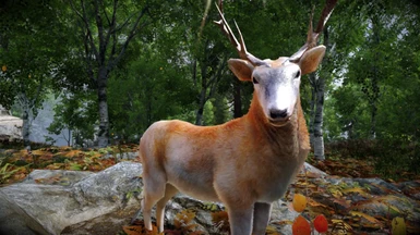 Animallica - Male Red Deer