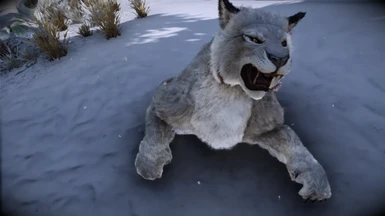 Animallica - Lynx