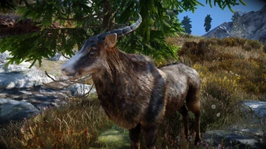 Animallica - Chamois Goat