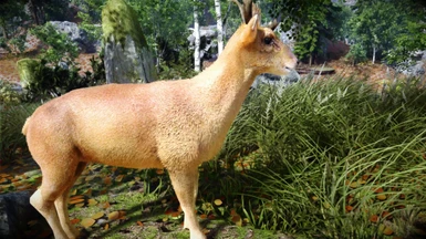 Animallica - Female Muntjac