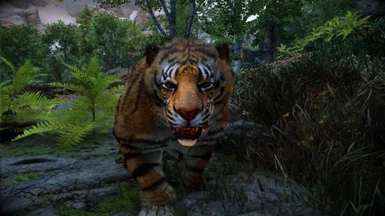 Animallica - Tiger