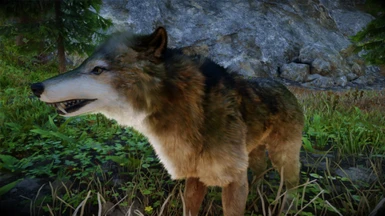 Animallica - Akaviri Wolf