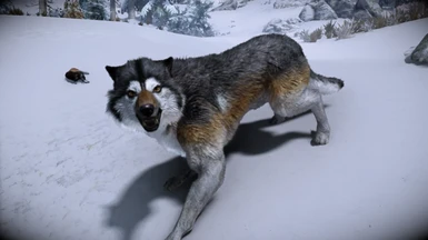 Animallica - Timber Wolf