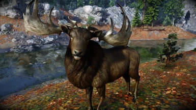 Bellyaches - Male Elk
