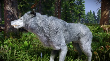 Bellyaches - Grey Wolf