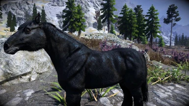 Bellyaches - Black Horse