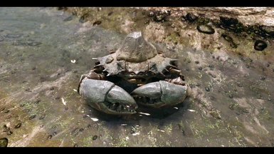 Mudcrabs can be nemeses too!
