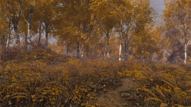 Fall Forest - autumn - Aspens Ablaze patch