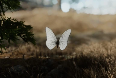 Black-veined White Butterfly