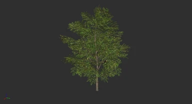 Bittercup -  Ironwood Tree