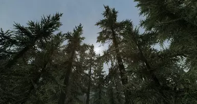 Falkreath Woods - OFF