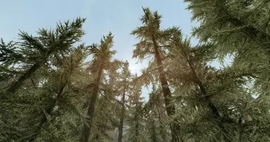 Falkreath Woods - ON