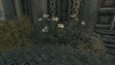 Dragonstongue and Nightshade Before