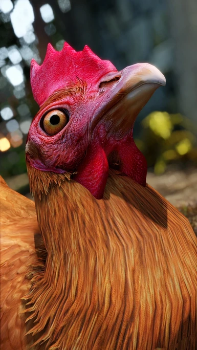 Dangerous Chicken says thanks for the upgrade