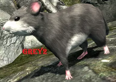Grey2 Breed 