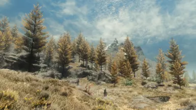 treepineforest